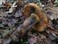 Céklatinóru (Neoboletus xanthopus), Budai-hegység